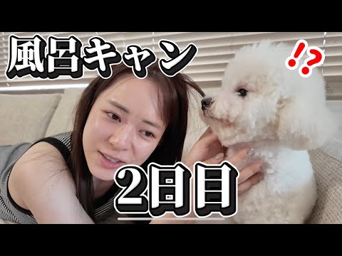 【犬困惑】風呂キャンというより、1日過ぎるのが早すぎるのが悪い