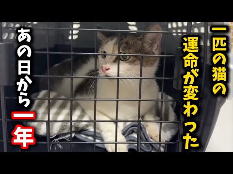 妊婦猫を保護してから1年、感動の軌跡をご紹介します サムネイル