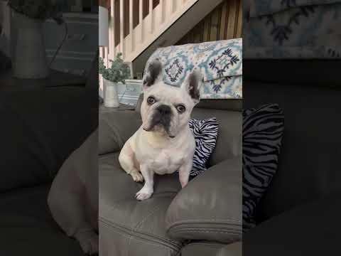 Wrong number? 🤣😂🤣😂🤣🐾🐾 #frenchbulldoglovers #frenchbulldog #wrongnumber