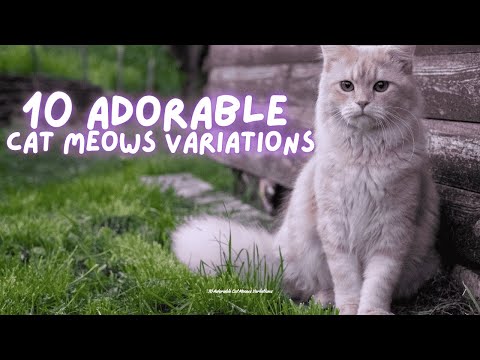 10 Adorable Cat Meows Variations You Must Hear #cat #meow
