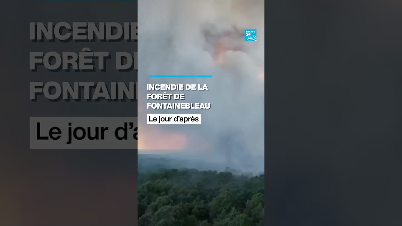 Incendies à Fontainebleau : une forêt marquée par le passage des flammes • FRANCE 24