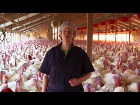 Turkey Farm & Processing Plant Tour: Temple Grandin