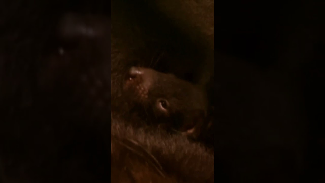 Rare Footage of Steve Irwin with Tasmanian Devils | Crikey! It's the Irwins | Animal Planet