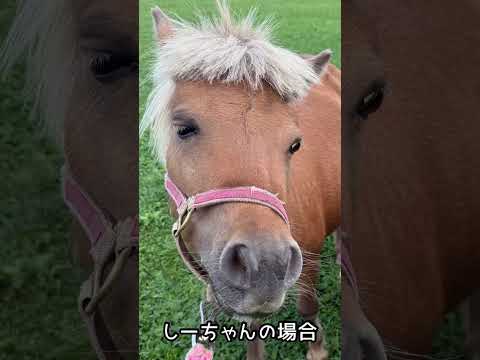 痩せちゃう😅　♯ミニチュアホース ♯馬♯ポニー ♯horse ♯pony ♯mini horse ♯おひさま牧場 ♯北海道♯観光スポット ♯動物♯animal ♯ペット ♯pet