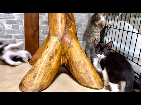 やんちゃ盛りの子猫達