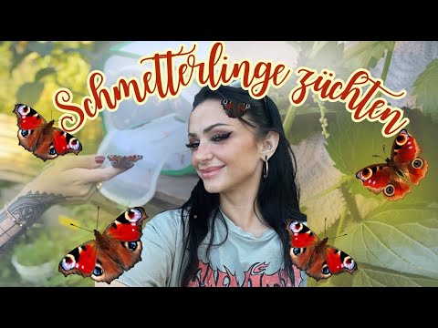 Von der Raupe zum Schmetterling-Tagpfauenaugen zu Hause züchten🐛 🦋
