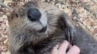 Beaver belly rubs