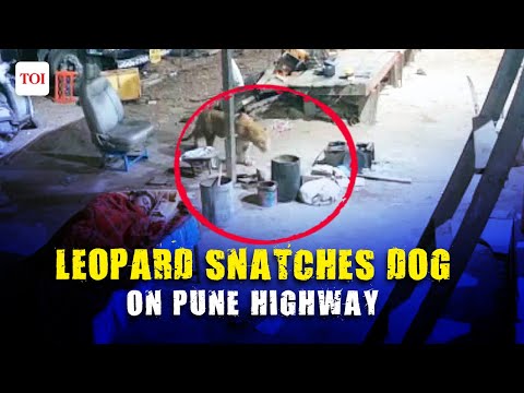Leopard attacks dog near sleeping man, shocking video