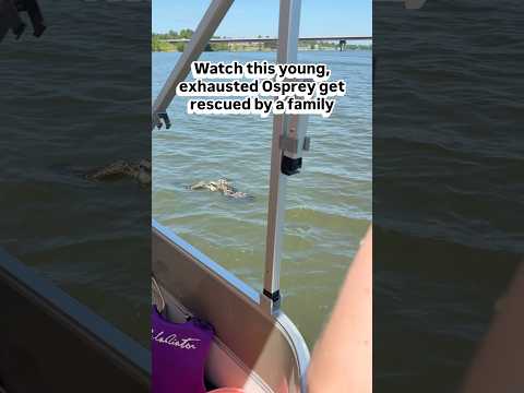 Watch this exhausted juvenile Osprey get rescued by a family #birds #nature #birdrescue