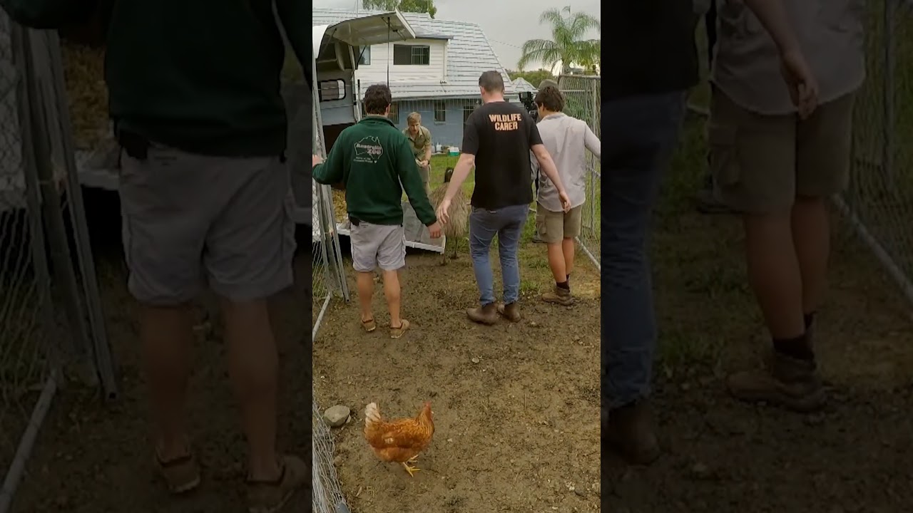 Get in there! Ya Goose! | Crikey! It's the Irwins | Animal Planet