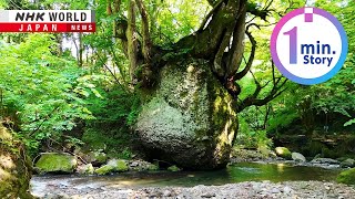 動画サムネイル