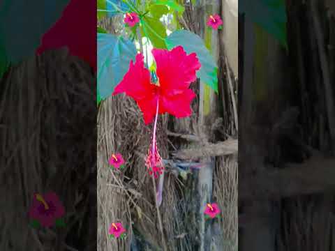 🌺🌺🌺🌺🌺🌺🥀🥀🥀🥀🥀🥀🥀🌹🌹🌹🌹🥀🥀🥀🥀🌹🥀🥀🌺🌺🌺🌺🌺🌺 short _ video_###