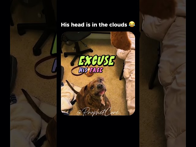That dog doesn’t know much 😂