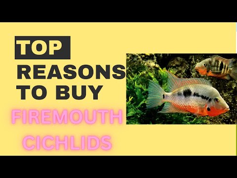 Reasons to buy firemouth cichlids 