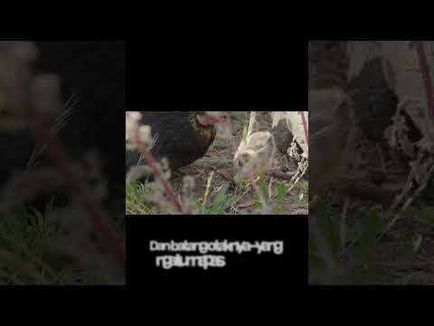 ayam tanpa kepala yang hidup 18 bulan??😱#faktaunik #ayam #ytshorts