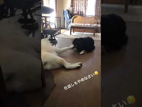 #akitainu 小競り合いする秋田犬とバーニーズ