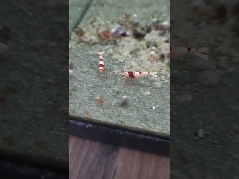 pure red line crystals #aquarium #fishtank #freshw 