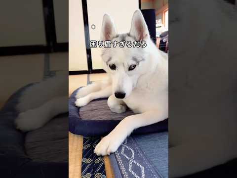 見ていて飽きない犬 #shorts