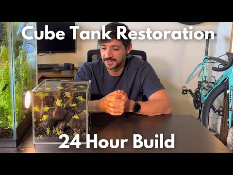 I Restored Another Old Cube Tank With Plants & Shr This is a small cube tank that sat outside for months and I wanted to bring it back to life!
I clean
