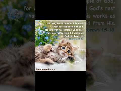 #music #cute #christianmusic #cat #christiansongs #dailybibleverse #love