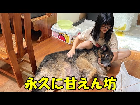 永久に甘えん坊シェパード犬マックと焼きもち焼き秋田犬そら