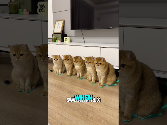 Stylish Cats, But…