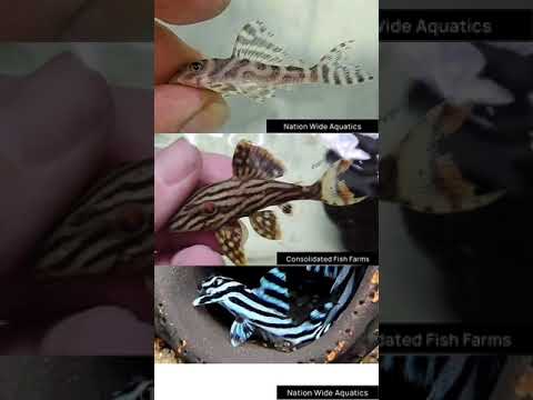PLECOS: We’re SUCKERS for SUCKERMOUTHS Pleco fish are part of the Loricariidae family and native to the rivers and tributaries of South and
