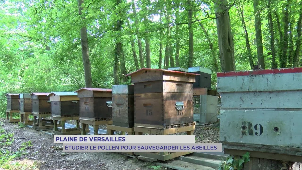 Yvelines | Plaine de Versailles : étudier le pollen pour sauvegarder les abeilles