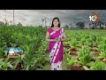 లాభాలు పండిస్తున్న పొగాకు సాగు | Matti Manishi | Tobacco Cultivation | 10TV News  - 08:56 min - News - Video