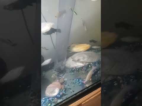 How I Get Rid of Snails in My Aquarium?? 