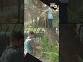 Special arrangements at Ahmedabad Zoo | Protect wild animals from the heat  #shorts  - 00:26 min - News - Video