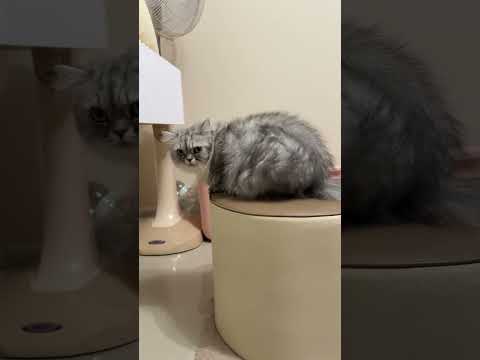 ลูกสาวอยากแต่งหน้า #cat #cutecat #cute #funnycats #pets #แมว #kitten #แมวถังแก๊ส #funny #meow