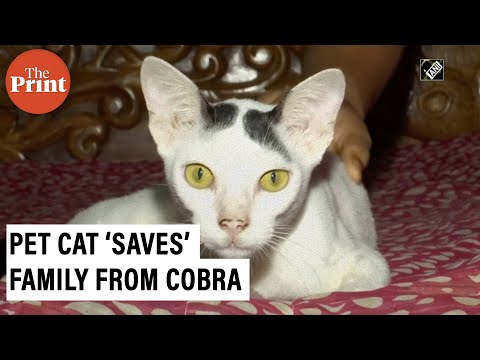 Watch: Pet cat stands guard, ‘saves’ family from cobra Watch: Pet cat stands guard, ‘saves’ family from cobra