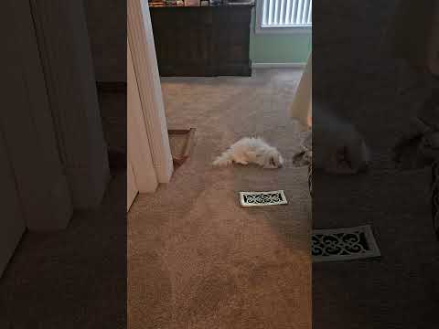 Princess needs to know she's loved #catgetting better #onthemend #longhaircat #spawnofsatin