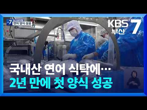 국내산 연어 식탁에…2년 만에 첫 양식 성공 / KBS  2026.09.30.