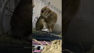 靴下を履くチャレンジしてました🐇🧦