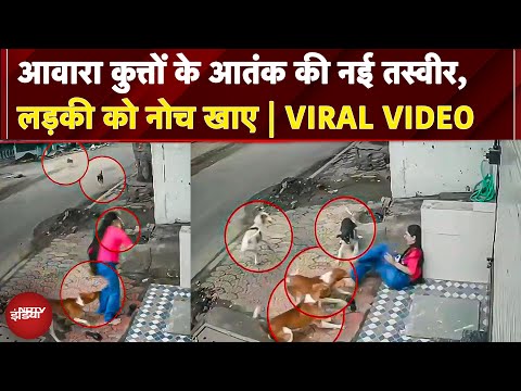 Stray Dogs का आतंक, Indore में College छात्रा पर हमला, देशभर में बढ़ती समस्या, कब लगेगी रोक