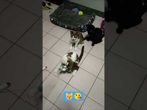 #คลายเครียด #แมวน่ารัก