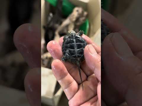 バクテリア水でニホンイシガメは元気になるね #アクアリウム #turtle