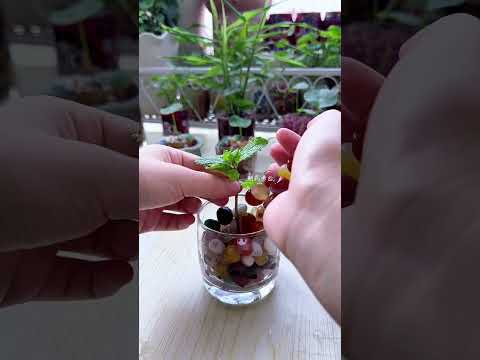 The dark green vase looks great with the pennywort! The leaves are like mini lotus leaves.