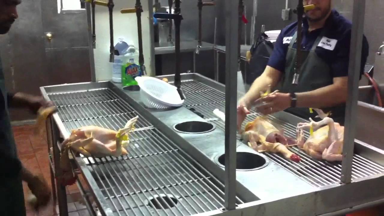 halal-live-poultry-youtube