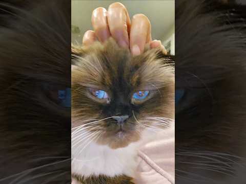 My happiness secret 🙊 #cat #funnycats #funny #shorts #viralvideo @Dontstopmeowing