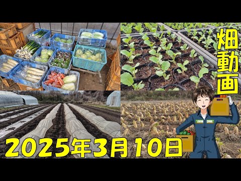 【25/3/10】雪降ったり風強かったりで、10日前とあまり変化がない畑ですww