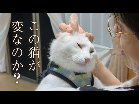 うちの猫は、アホなのか・・・？