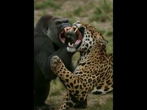 Gorilla vs Jaguar | Who Will Strike First? 🦍
