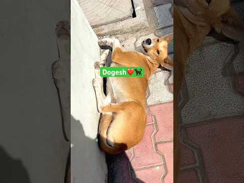 Dogesh❤️🐕🦺🐶 #shorts #ytshorts #animals #pets #animallovers #voiceforvoiceless