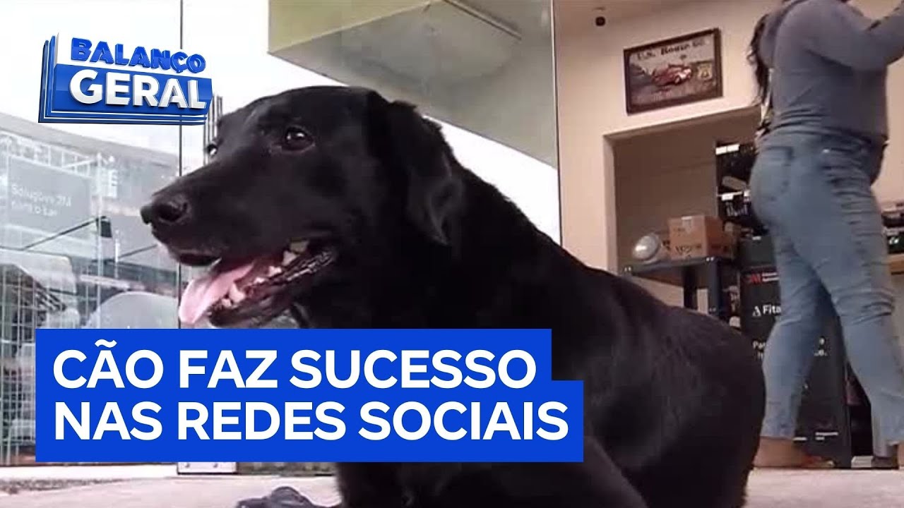 Cachorro acolhido por frentistas de posto de combustíveis vira sensação na internet