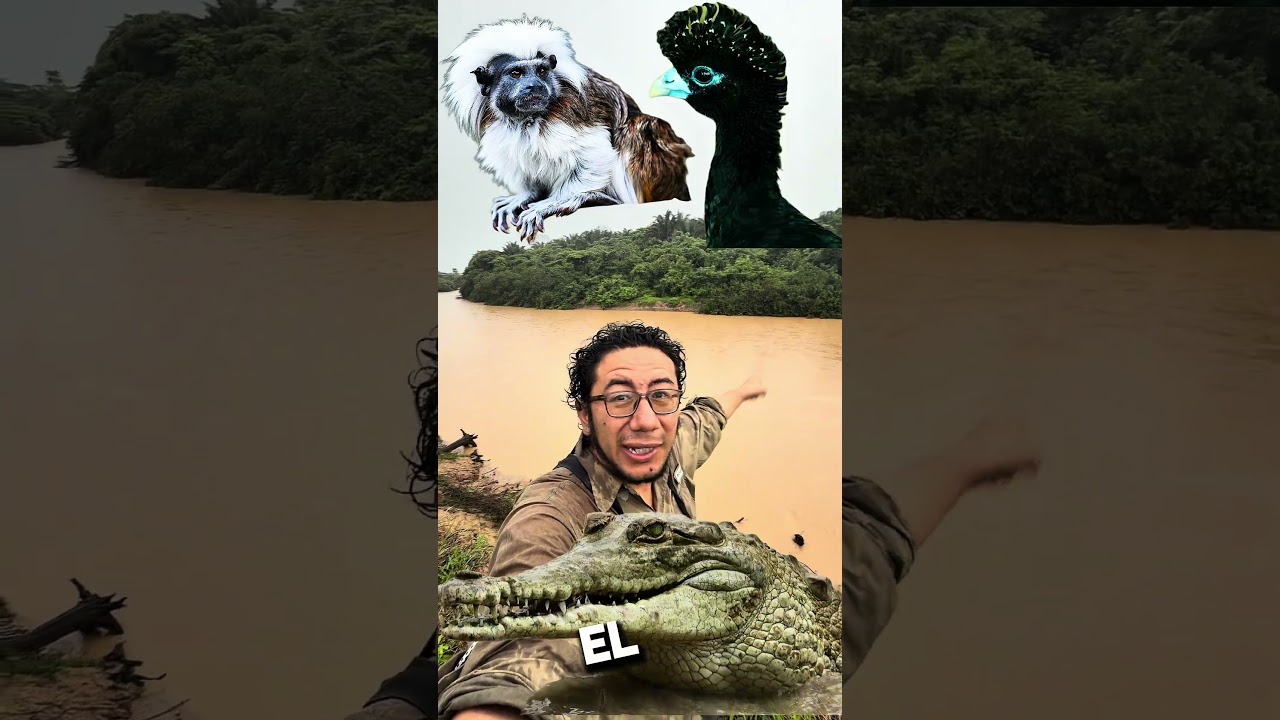 ¿Nos estamos enamorando del carisma equivocado? Hipopótamos invasores