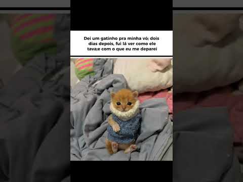 Esse gatinho criado pôr vó recebe o melhor tratamento de amor e carinho do mundo