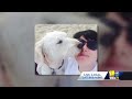 Dozer the marathon-running dog remembered  - 02:49 min - News - Video